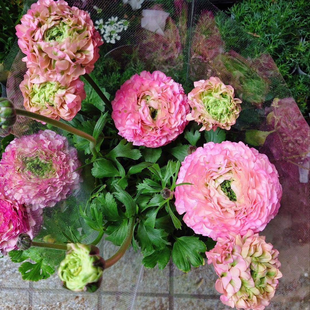 宿根草【タグ付】ラナンキュラスポンポン『アリス』４号【フェミニン】ポット苗　発送