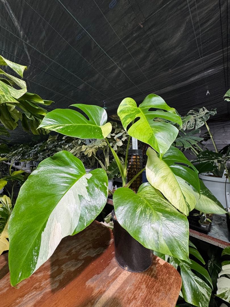 8 モンステラ　セブブルー　ミント　鉢モスポール付き