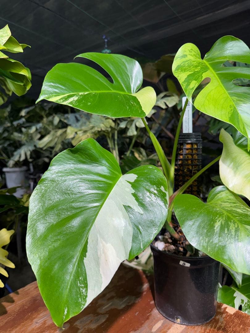 8 モンステラ　セブブルー　ミント　鉢モスポール付き