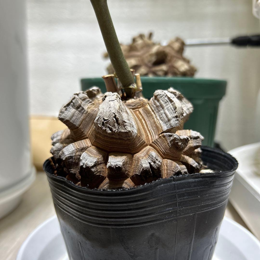 亀甲竜+キーホルダー