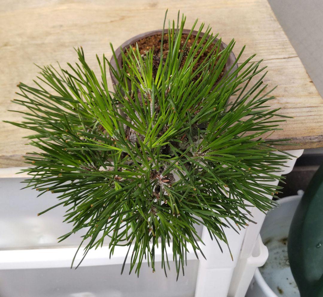 黒松　半懸崖　盆栽