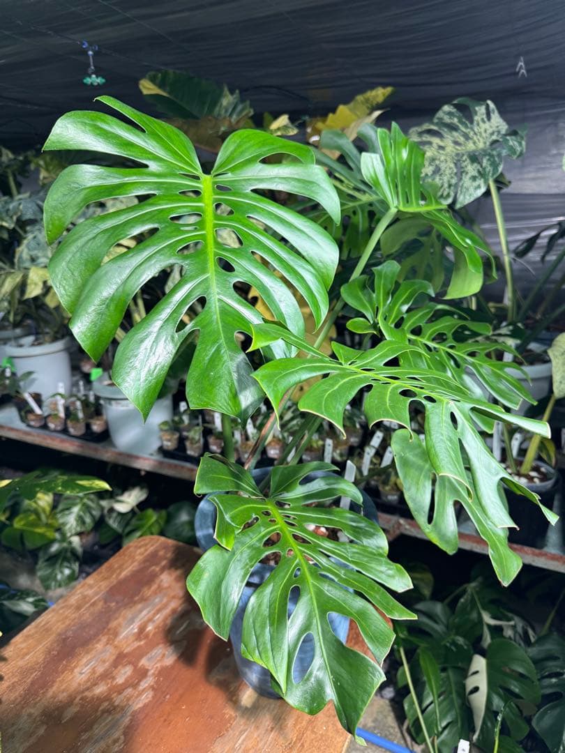 2モンステラ　デリシオーサ　チェンマイ　Chiang Maiフォーム　送料込み