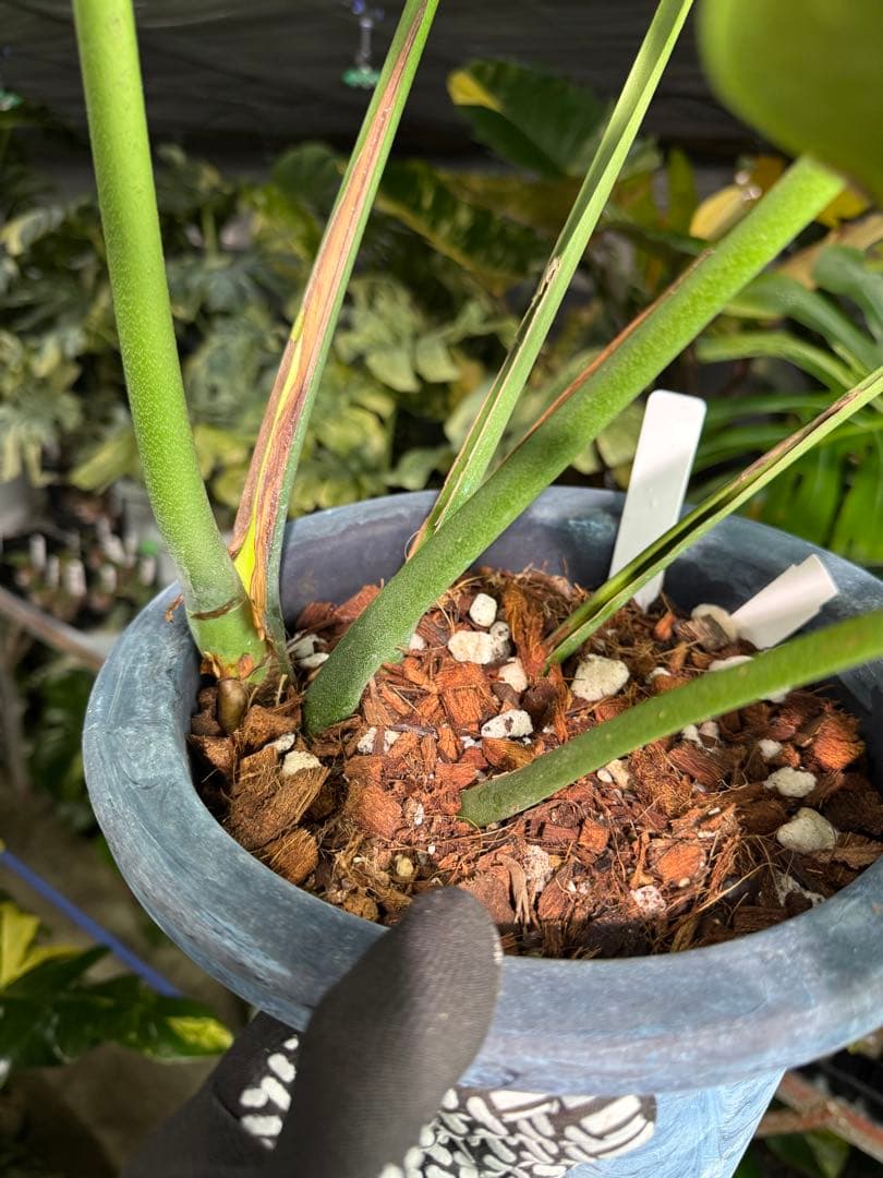 2モンステラ　デリシオーサ　チェンマイ　Chiang Maiフォーム　送料込み