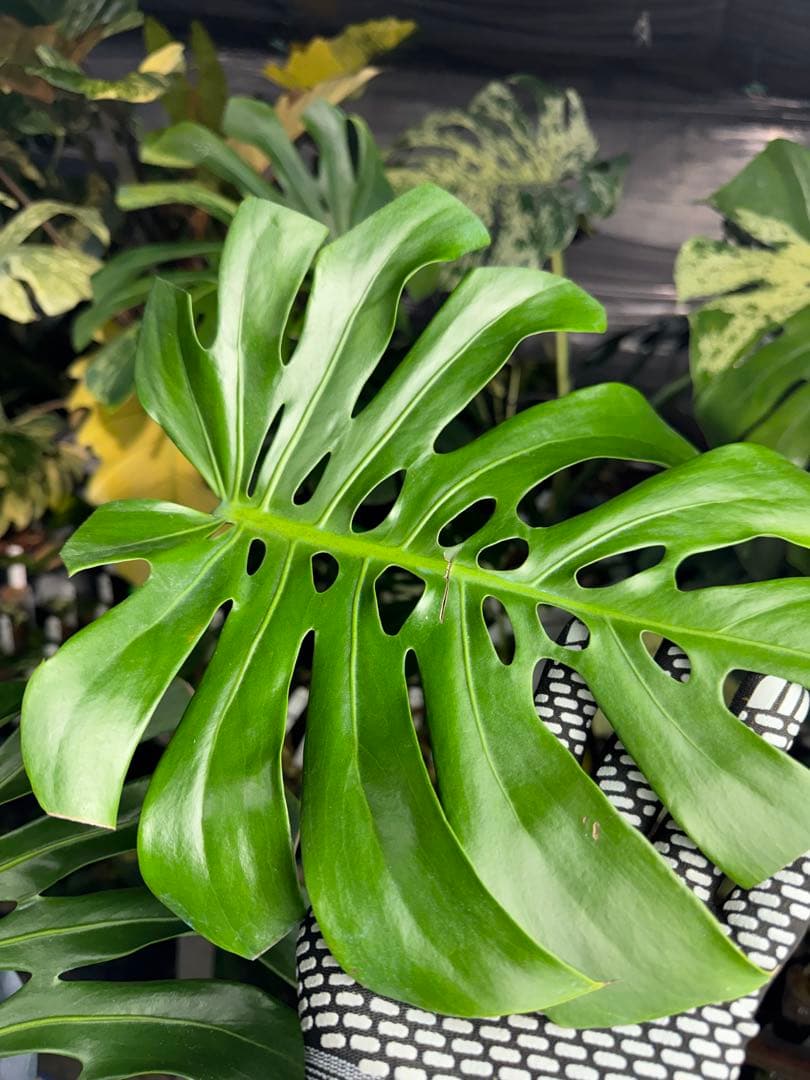 2モンステラ　デリシオーサ　チェンマイ　Chiang Maiフォーム　送料込み