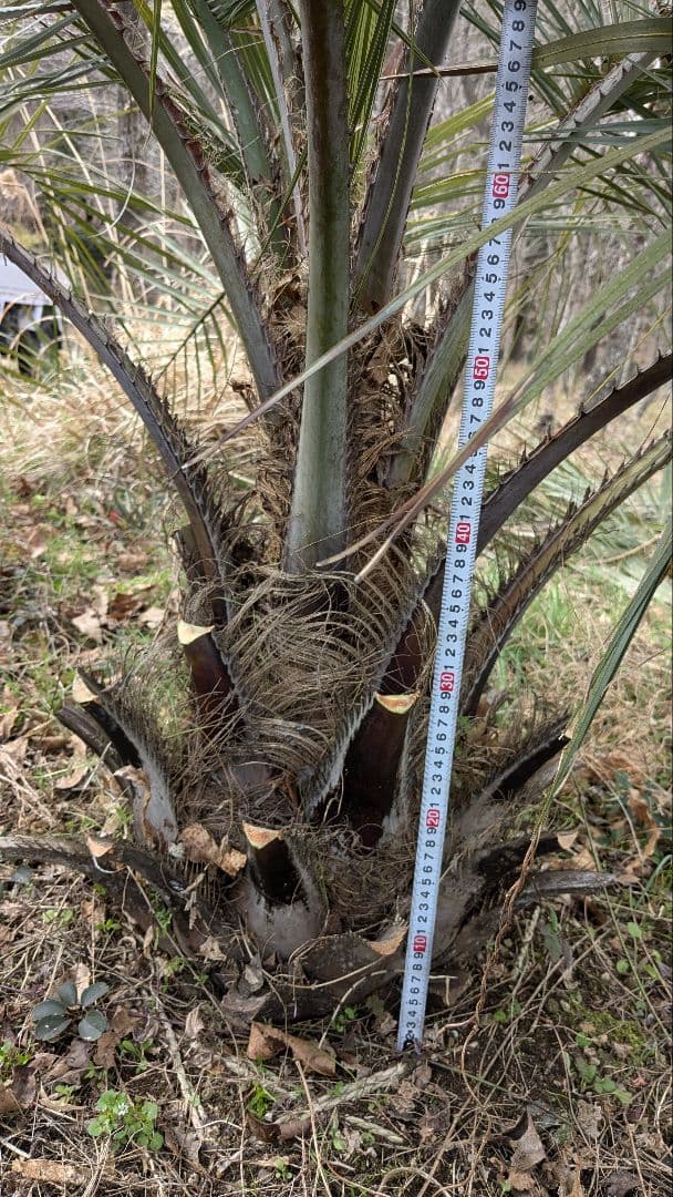 ココスヤシ　大苗