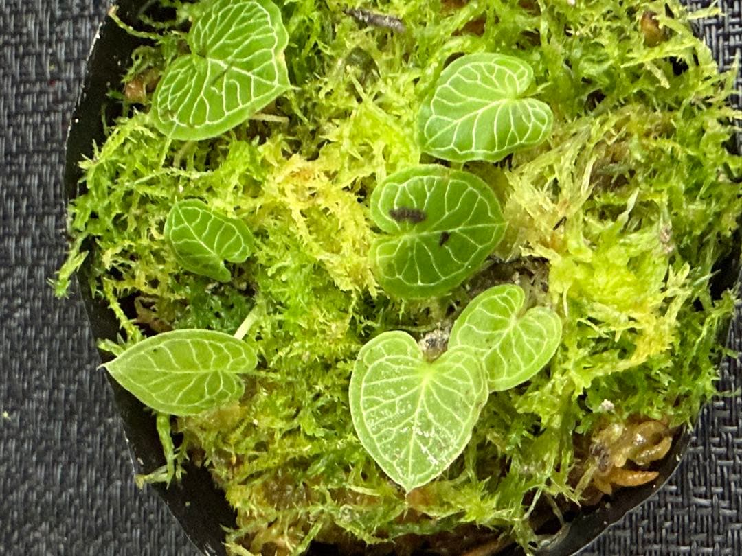 そ*う様 ⭐︎ ⭐︎ Corybas pictus ② 超小型コリバス・ピクタス