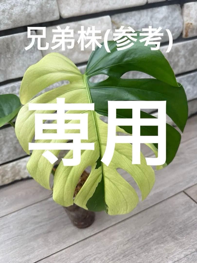 超希少なモンステラセブブルーミント