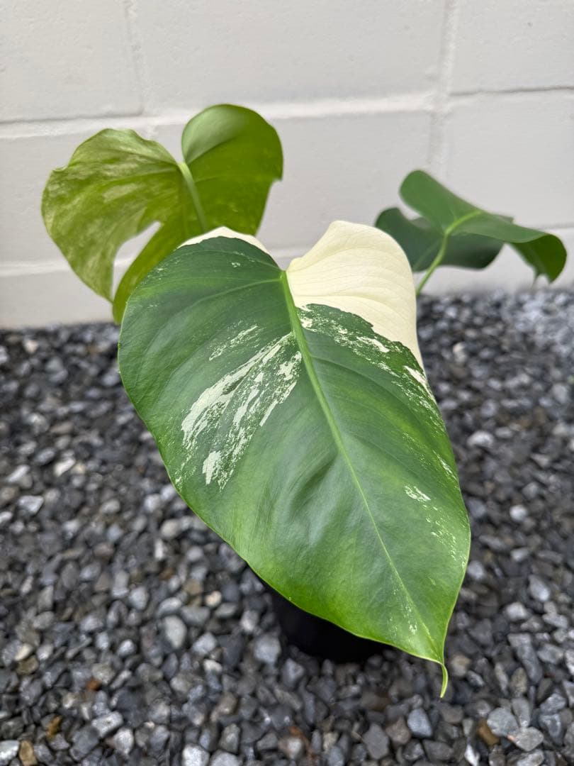 超希少なモンステラセブブルーミント