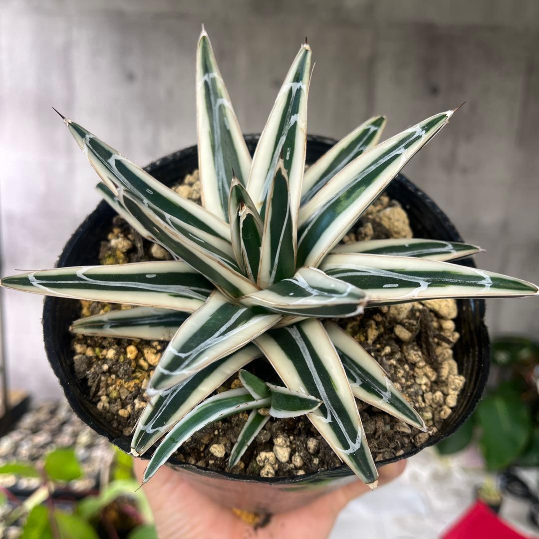 アガベ氷山極上株子株付き斑入り抜き苗発送