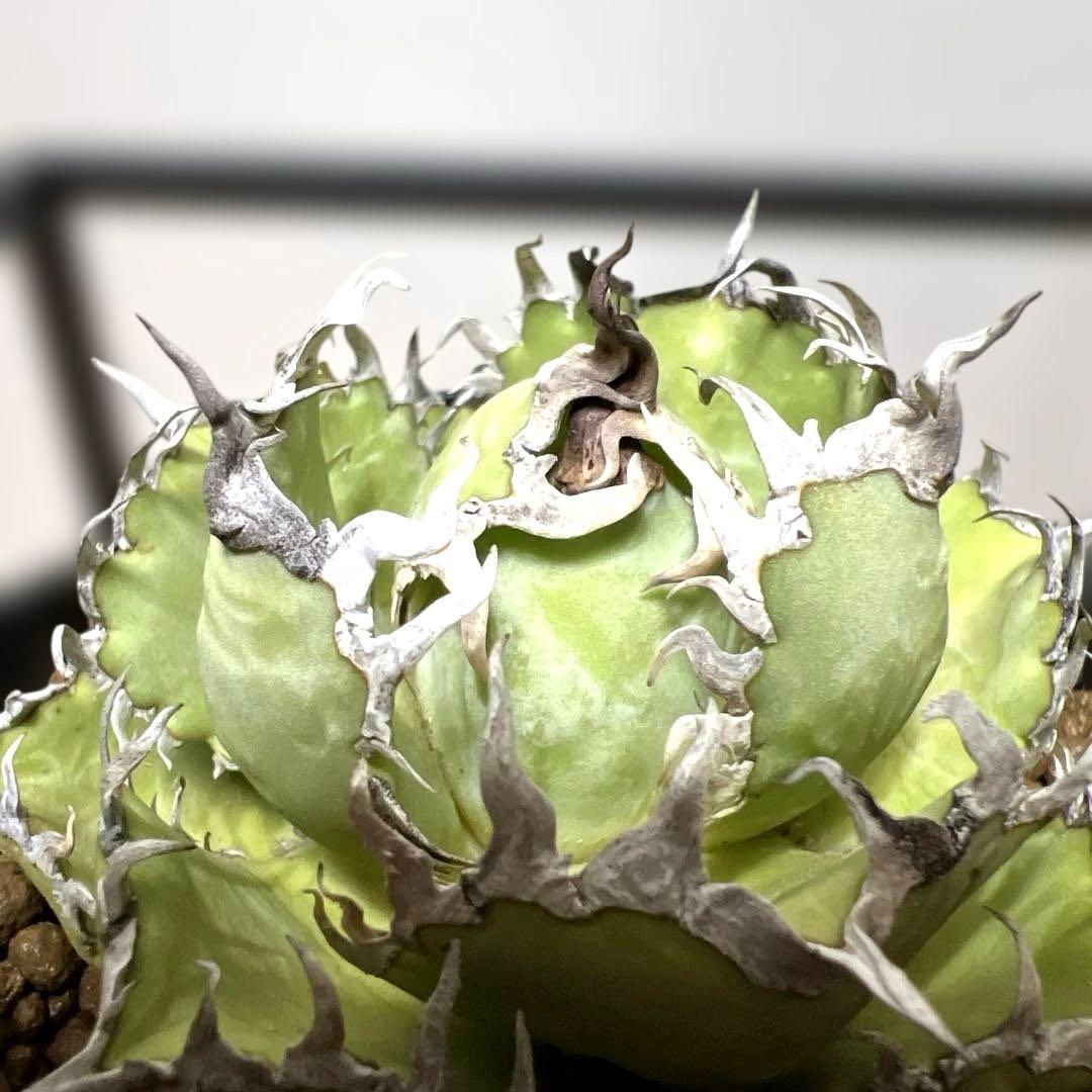 アガベ 鉢植発送 フィリグリー 極上血統 超特選株