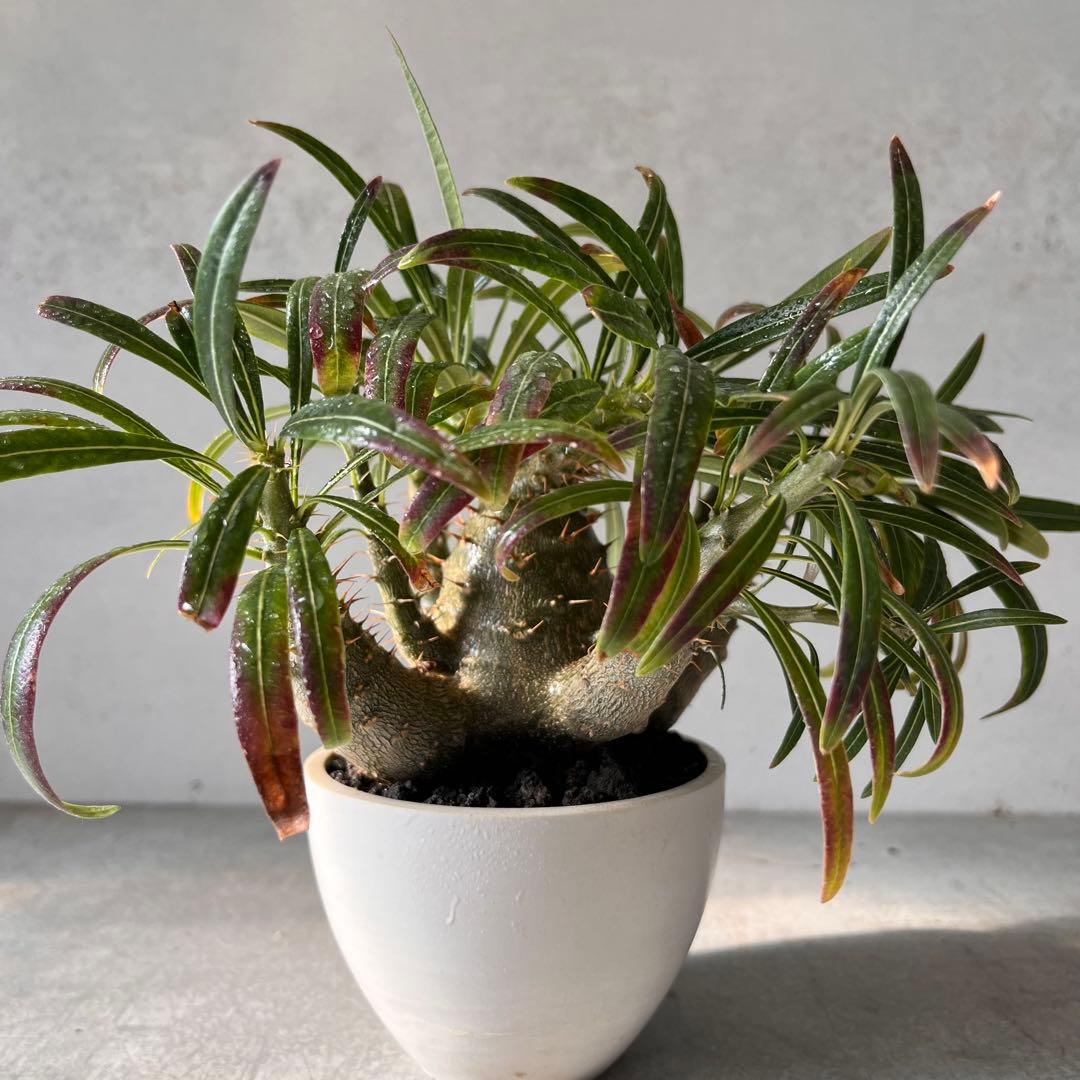 吉*ニ様 パキポディウム　グラキリス 実生株　良型　発根済