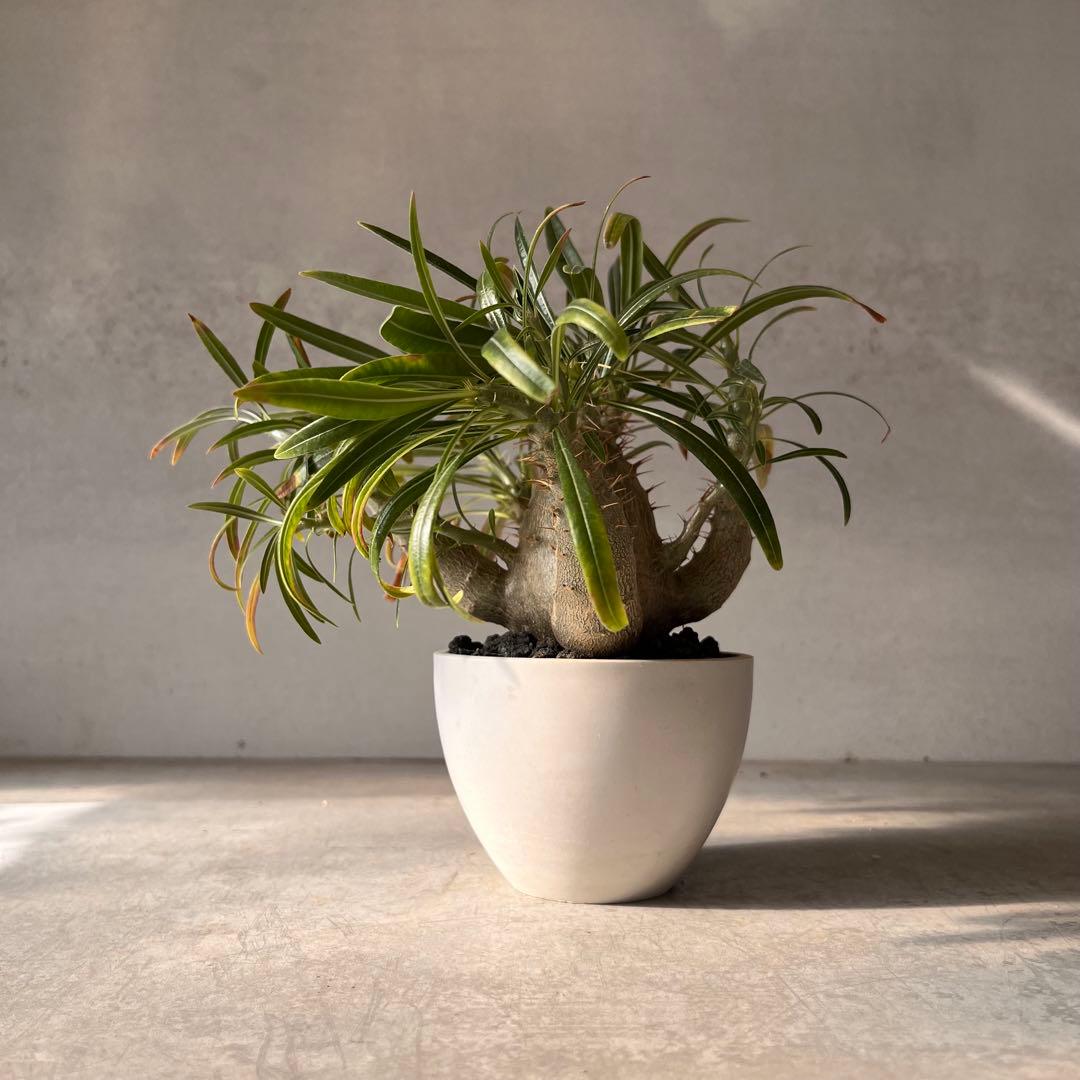 吉*ニ様 パキポディウム　グラキリス 実生株　良型　発根済