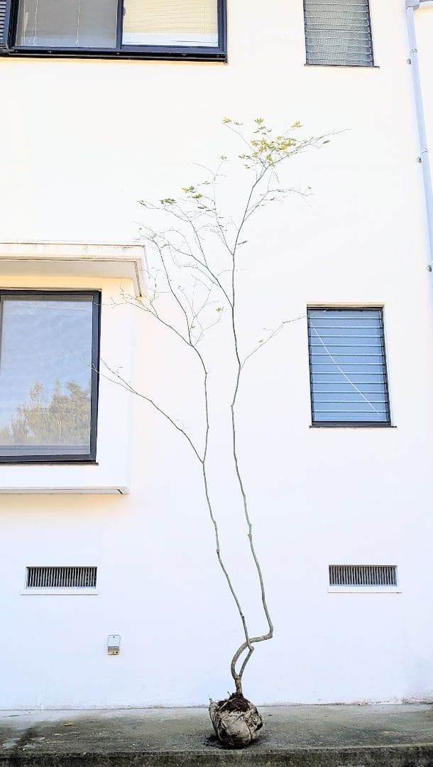 山採りコハウチワカエデ。