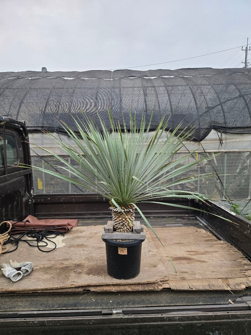 ユッカロストラータブルーサンダー１１　発根済み株