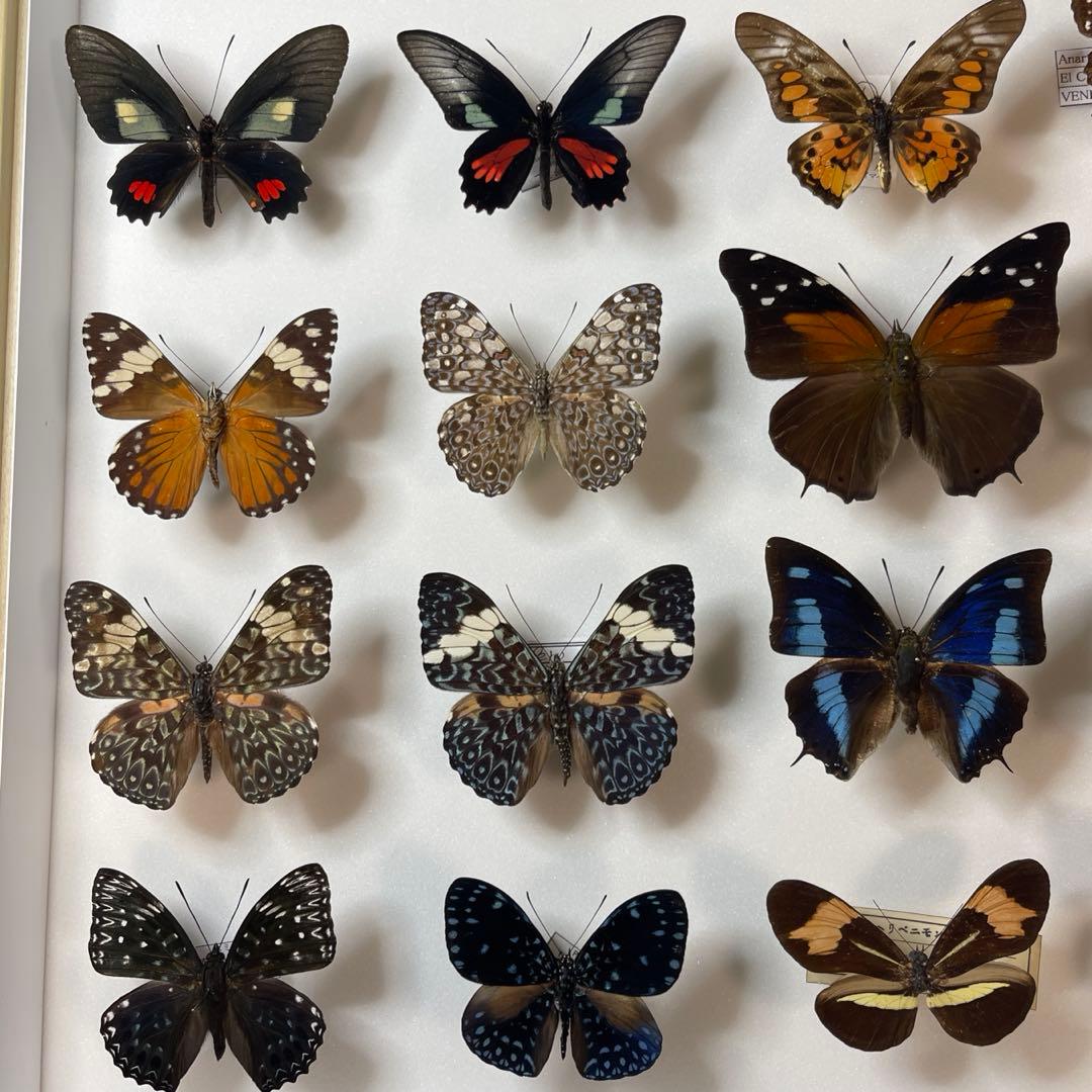 蝶の標本 30匹額装
