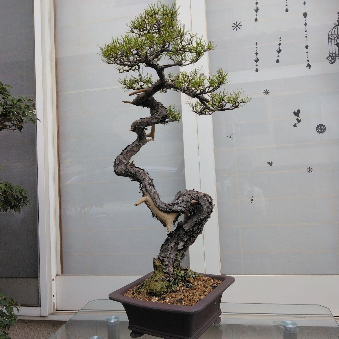 赤松　　　樹齢　75年～