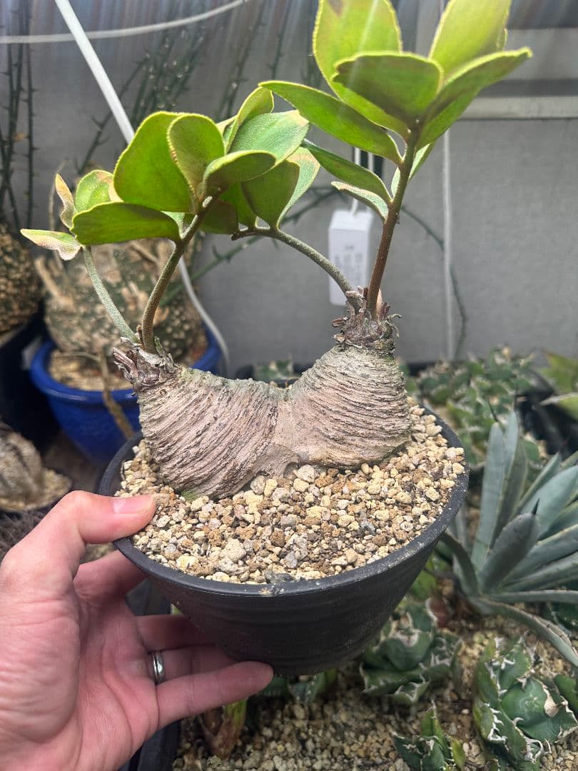 【サボテン_ザミヤ】 メキシコ蘇鉄 ザミヤ 現地球 ダブルヘッド 2