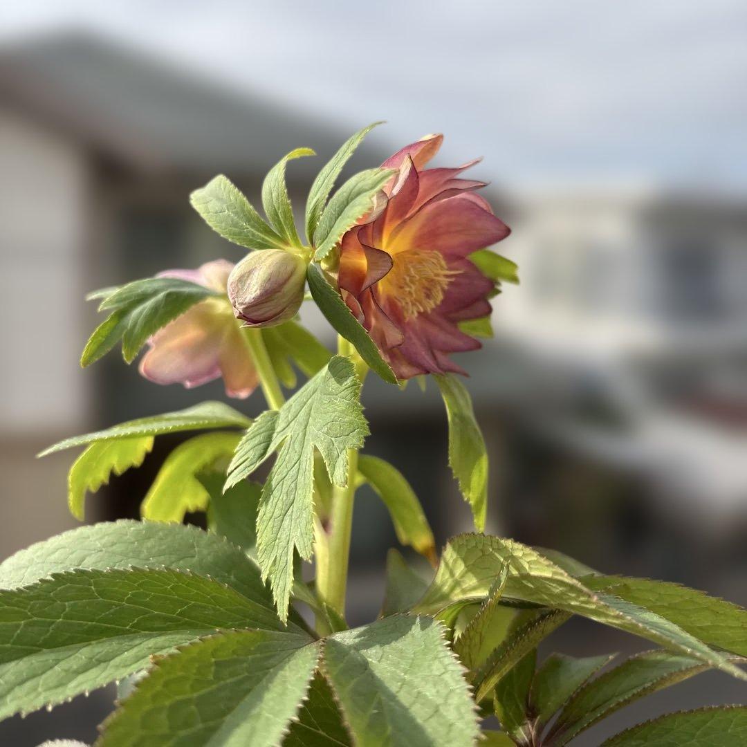 蜃気楼hyb 赤　大木ナーサリー　クリスマスローズ　タグ付き　現品　開花株