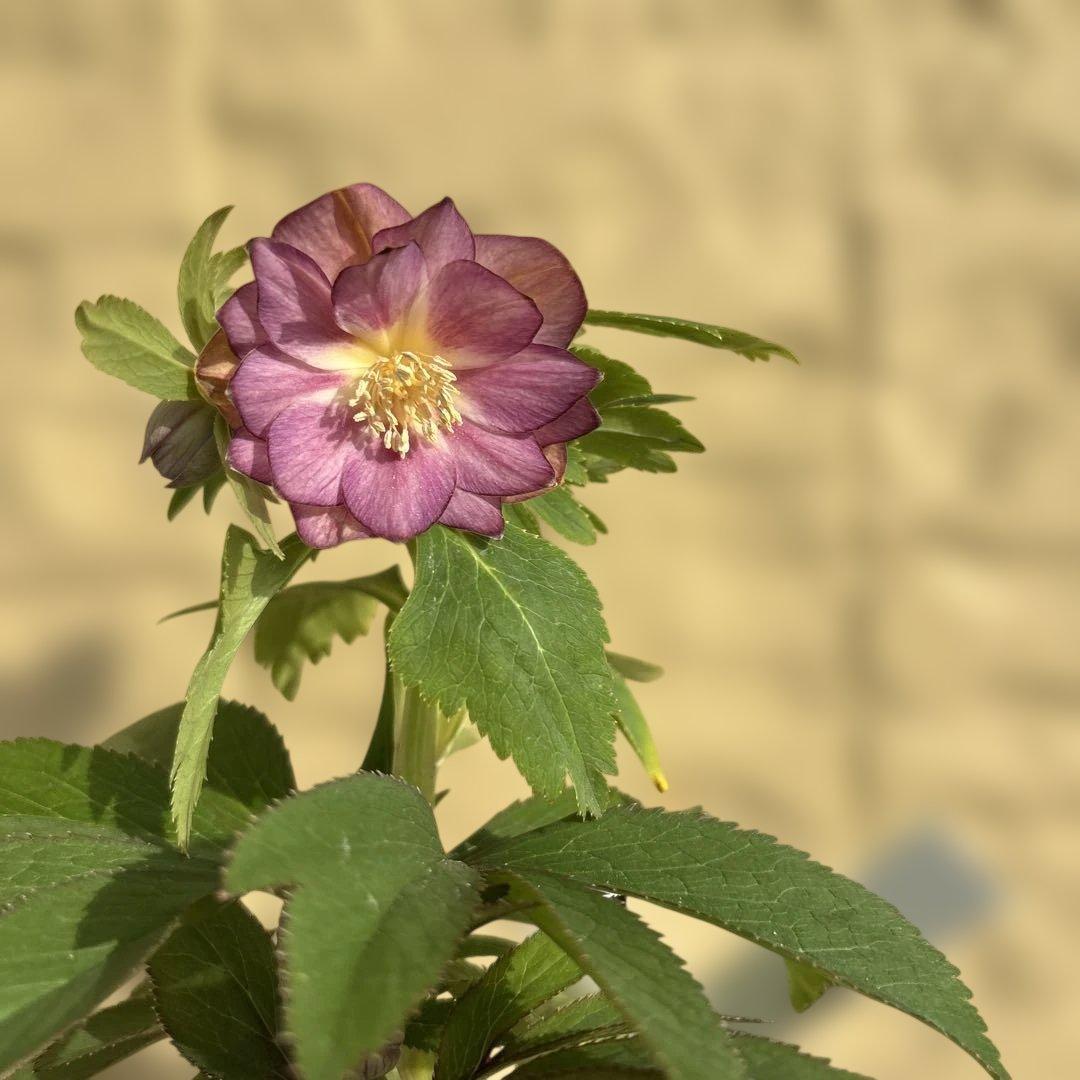 蜃気楼hyb 赤　大木ナーサリー　クリスマスローズ　タグ付き　現品　開花株