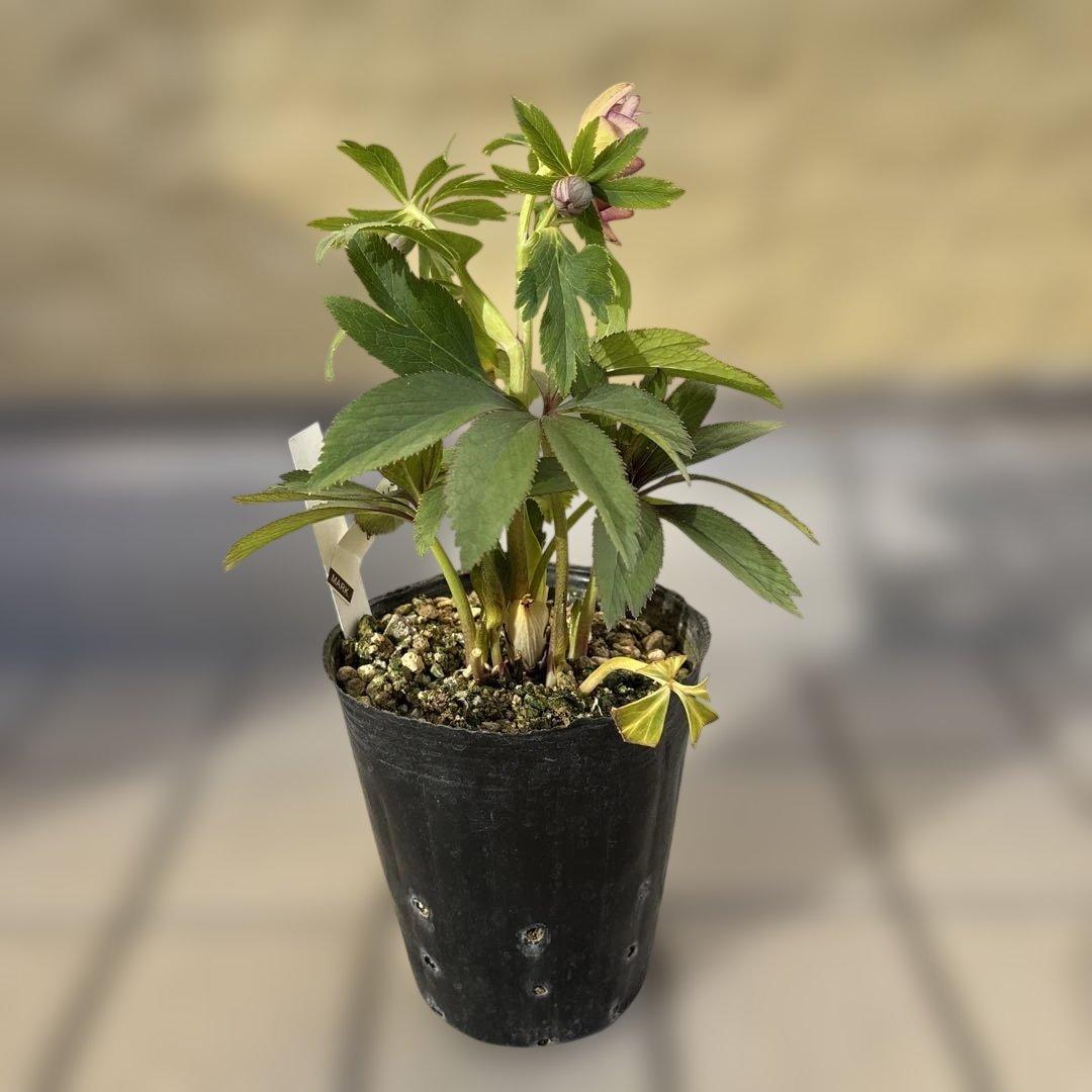 蜃気楼hyb 赤　大木ナーサリー　クリスマスローズ　タグ付き　現品　開花株