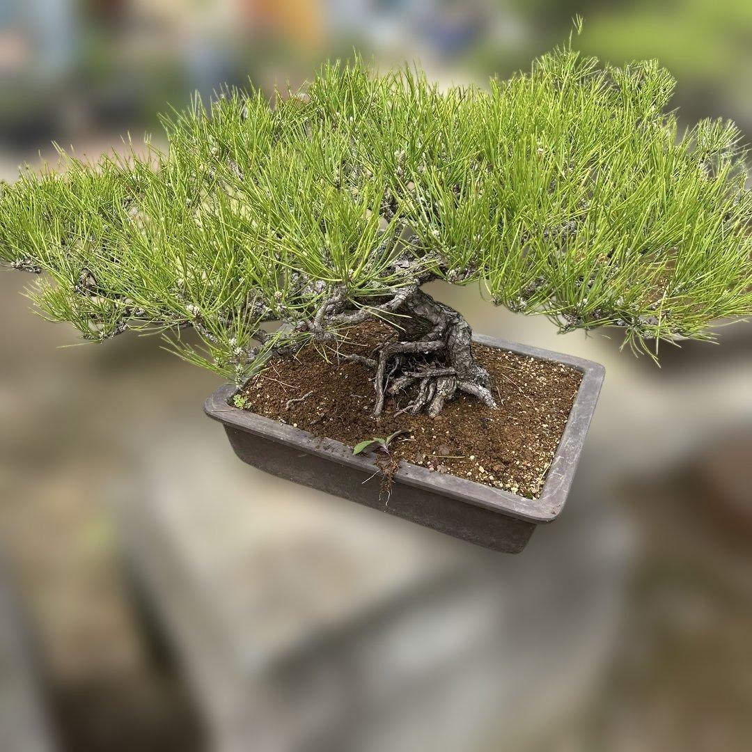 黒松　盆栽