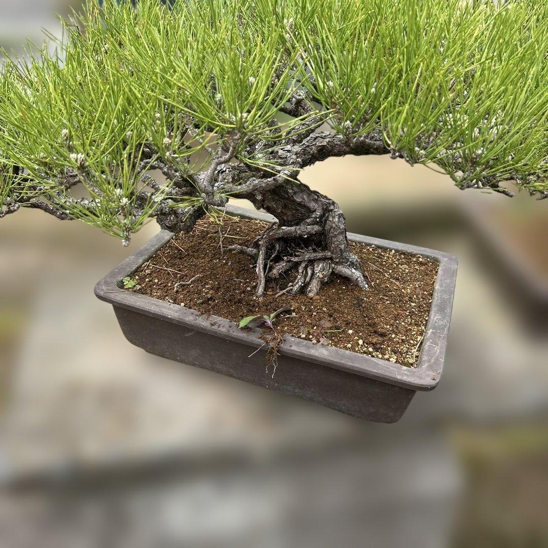 黒松　盆栽