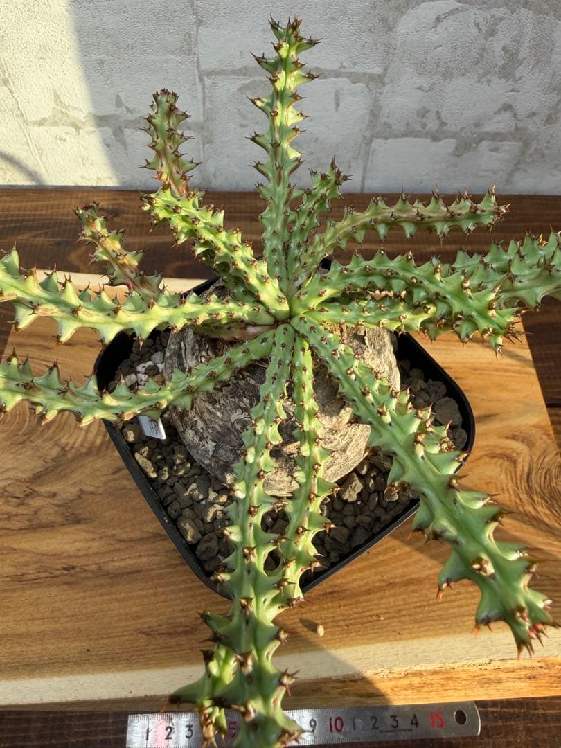 ユーフォルビア　ファンシャウエイ　発根済み