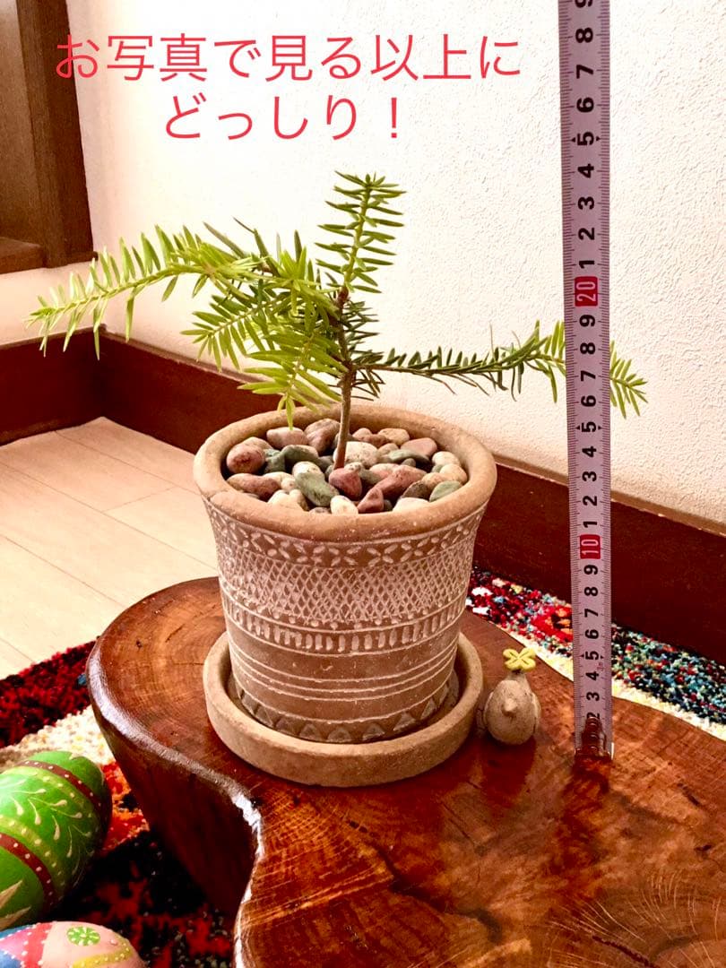 完売　　幸運のお守り＊縁起木【天然野生の森の柊さん/ひいらぎ】インドの鉢植え/大