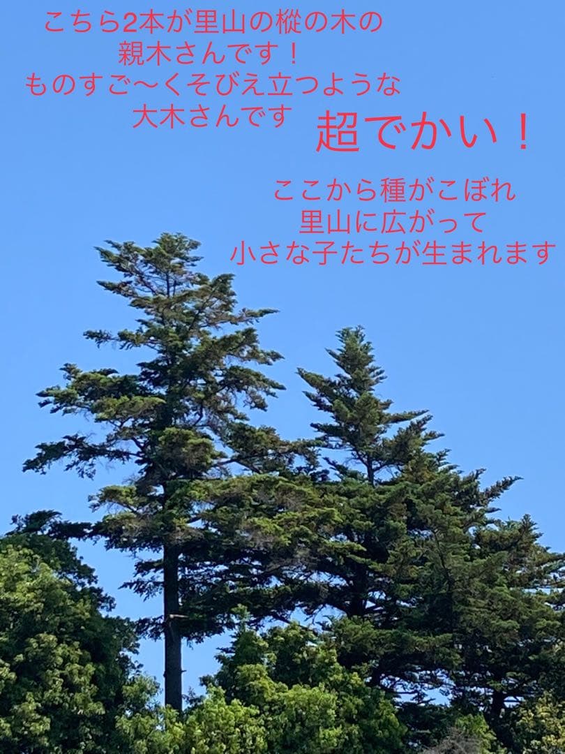 完売　　幸運のお守り＊縁起木【天然野生の森の柊さん/ひいらぎ】インドの鉢植え/大