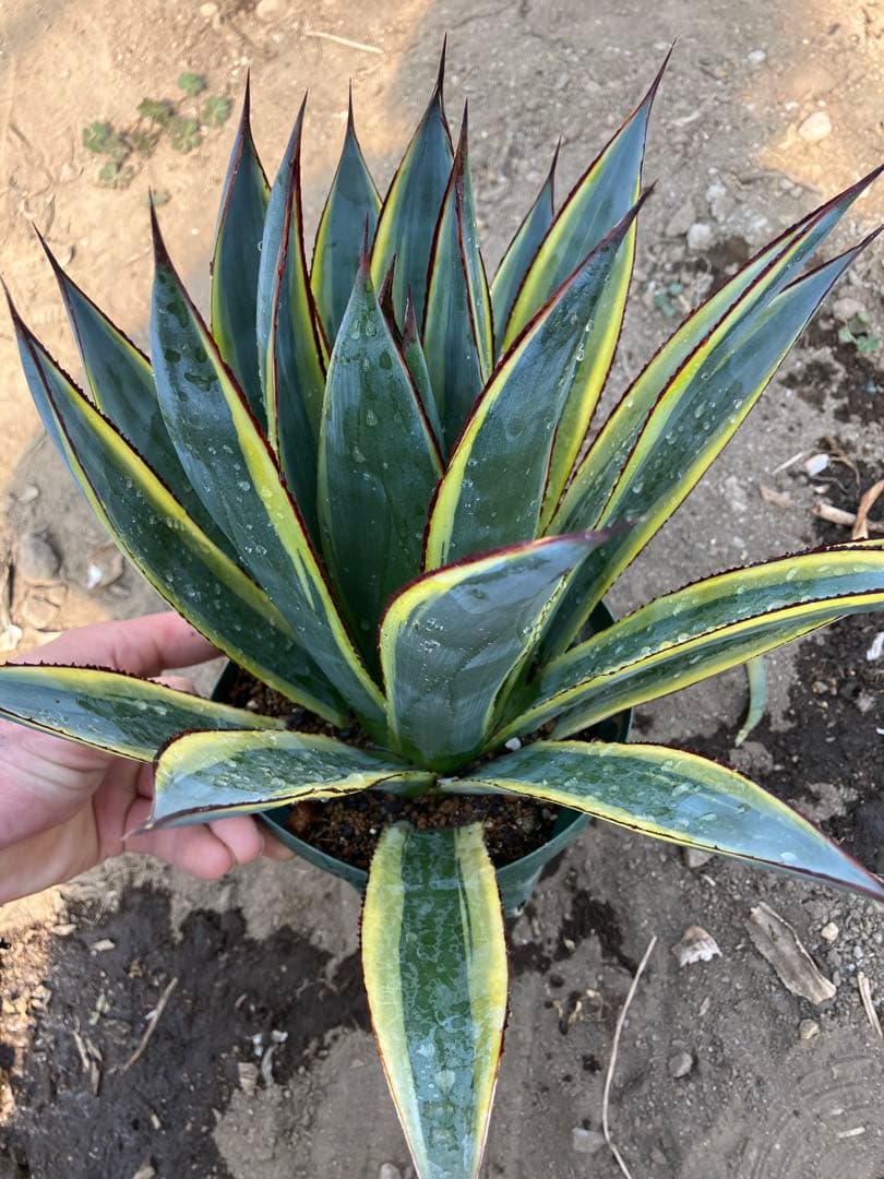 アガベ　サングロー　親株