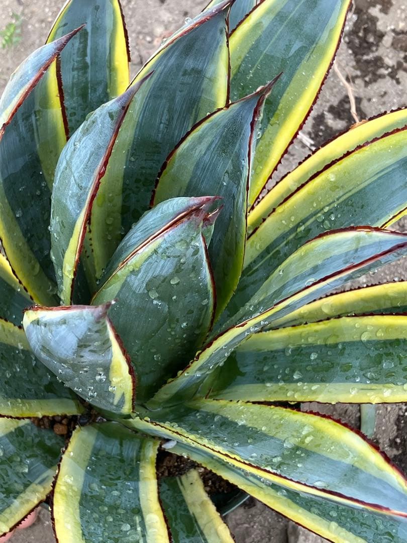 アガベ　サングロー　親株