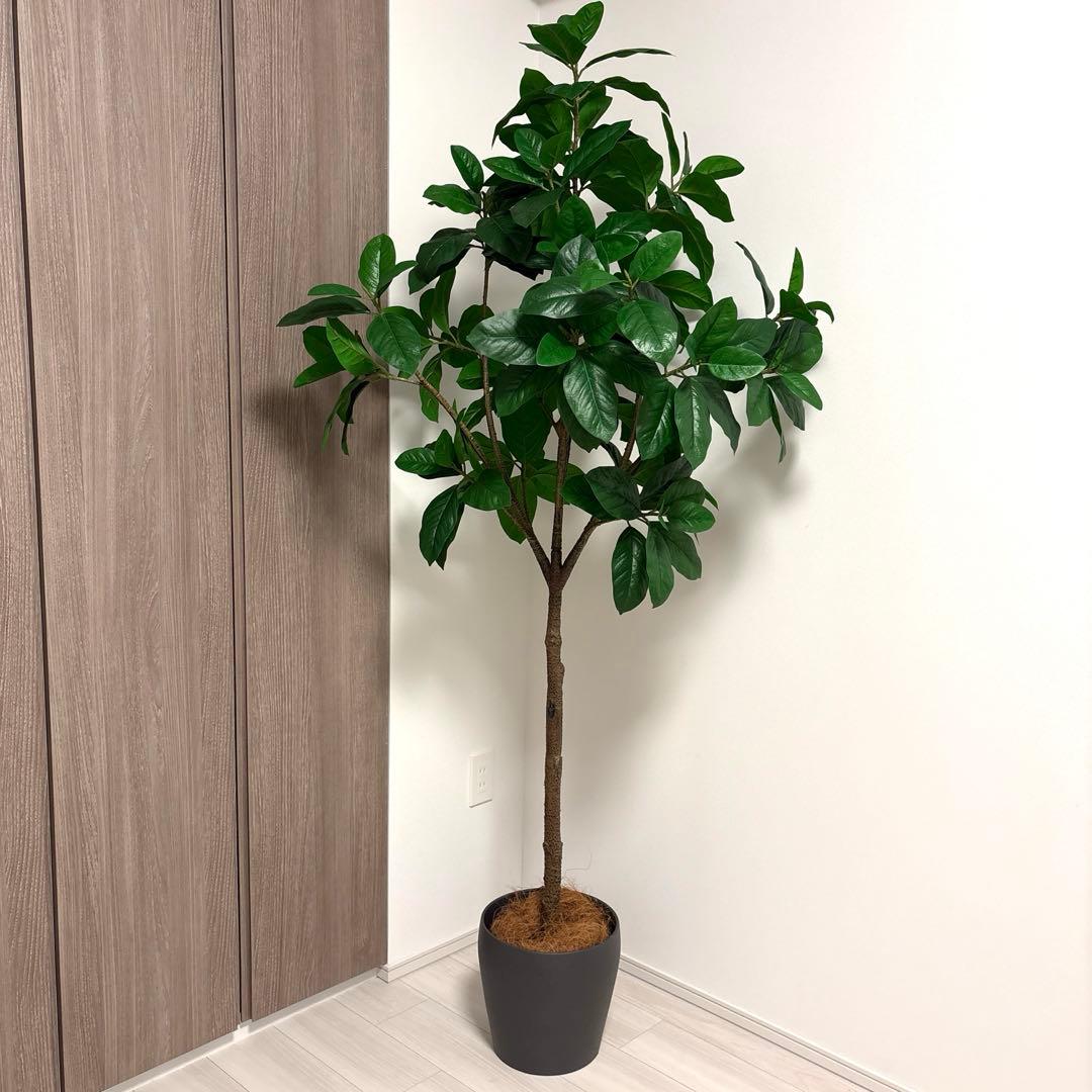 【展示品】大型 フェイクグリーン