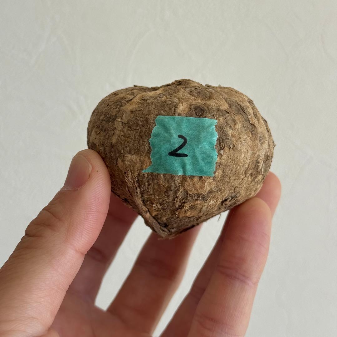 2.アデニア・オバタ 輸入直後ベアルート株　Adenia Ovata