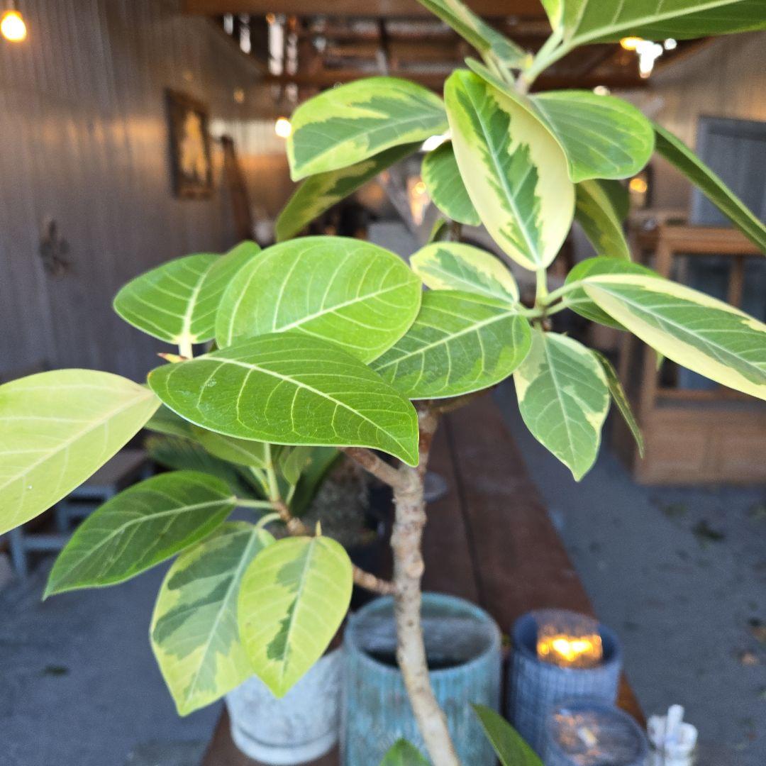 ⑥　フィカス　アルテシマ　曲がり仕立て８号　特大苗木最高等級極上品‼️