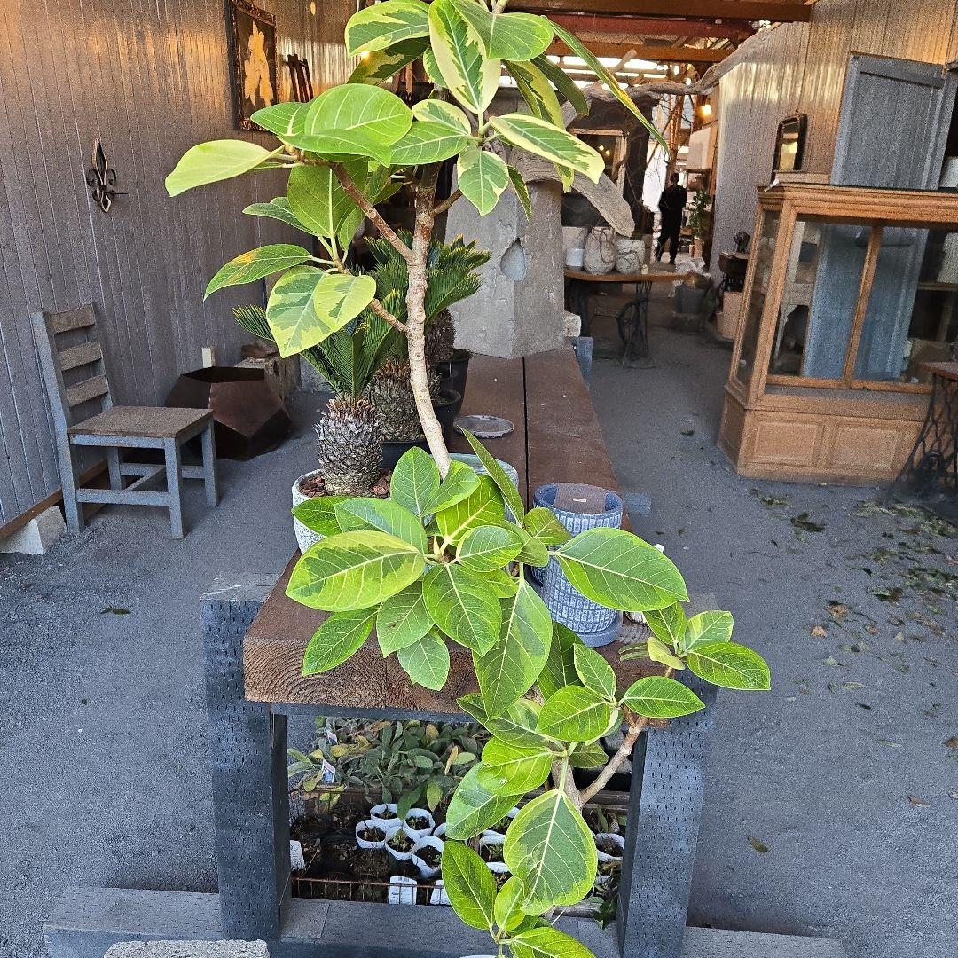 ⑥　フィカス　アルテシマ　曲がり仕立て８号　特大苗木最高等級極上品‼️