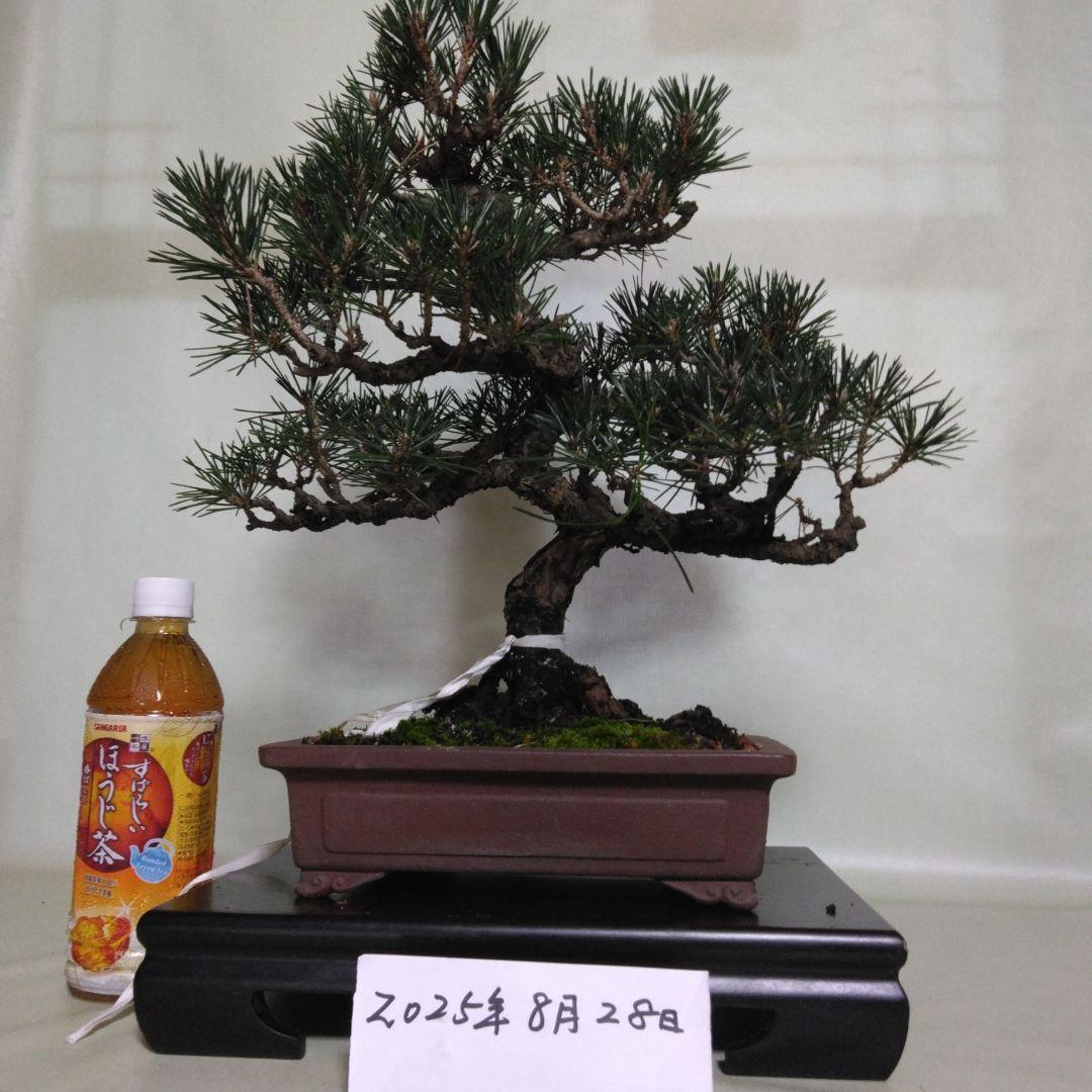 寸梢黒松の盆栽、黒松、赤松、五葉松、真ぱく盆栽値下げしました