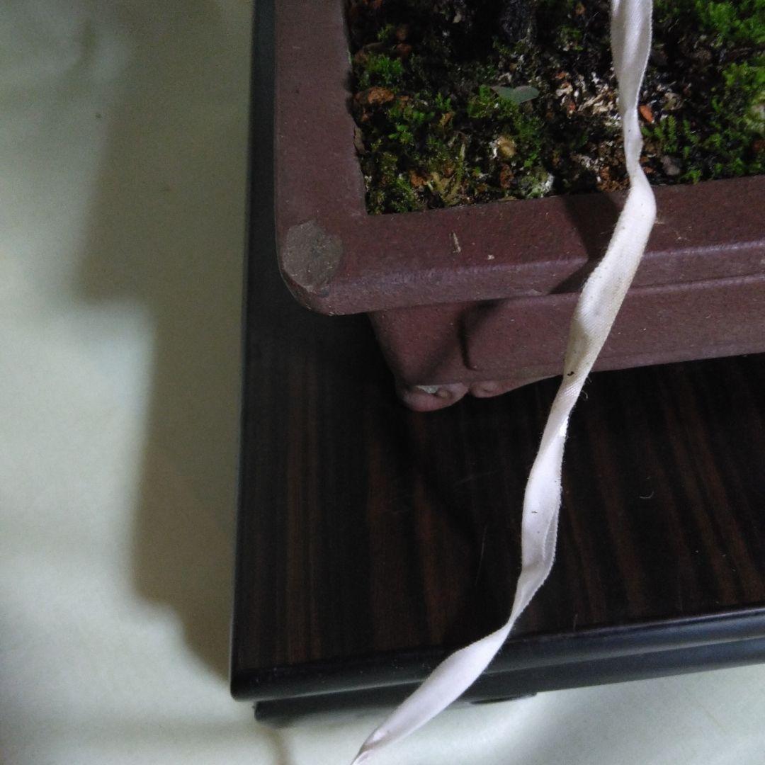 寸梢黒松の盆栽、黒松、赤松、五葉松、真ぱく盆栽値下げしました