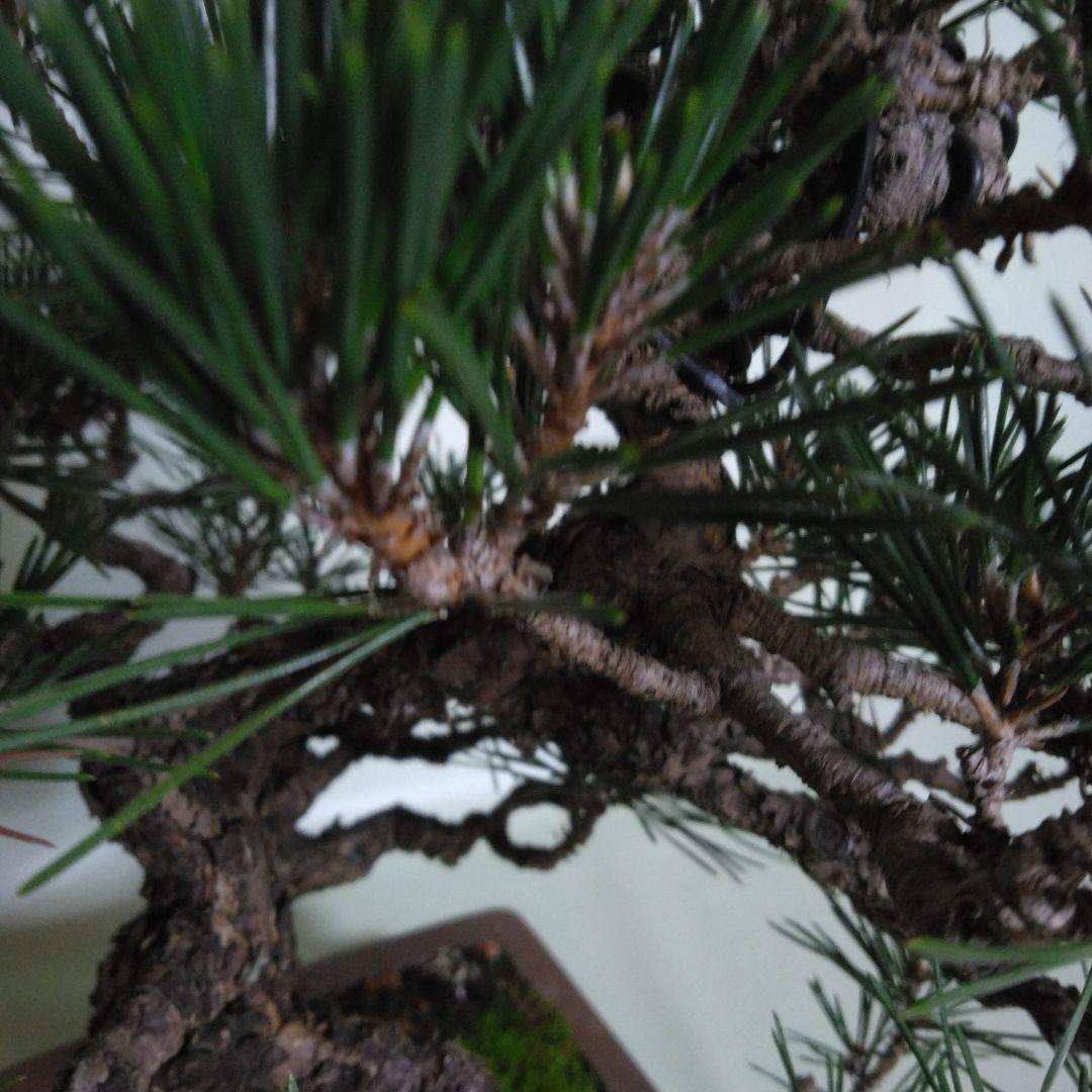 寸梢黒松の盆栽、黒松、赤松、五葉松、真ぱく盆栽値下げしました