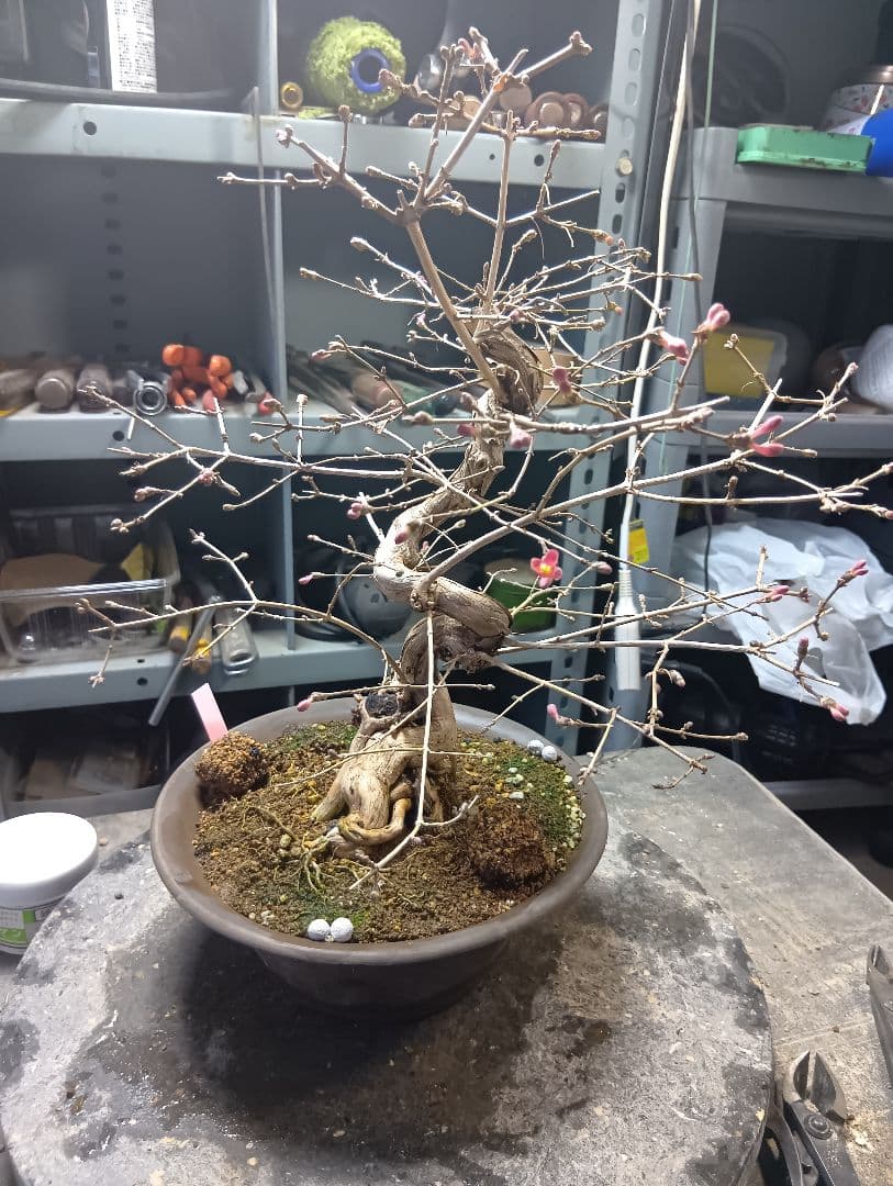 ウグイスカズラ（かなり年数持ち込み古い）