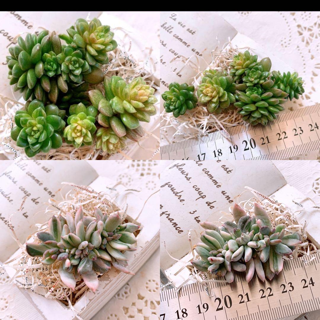 ☆loscente様☆専用です