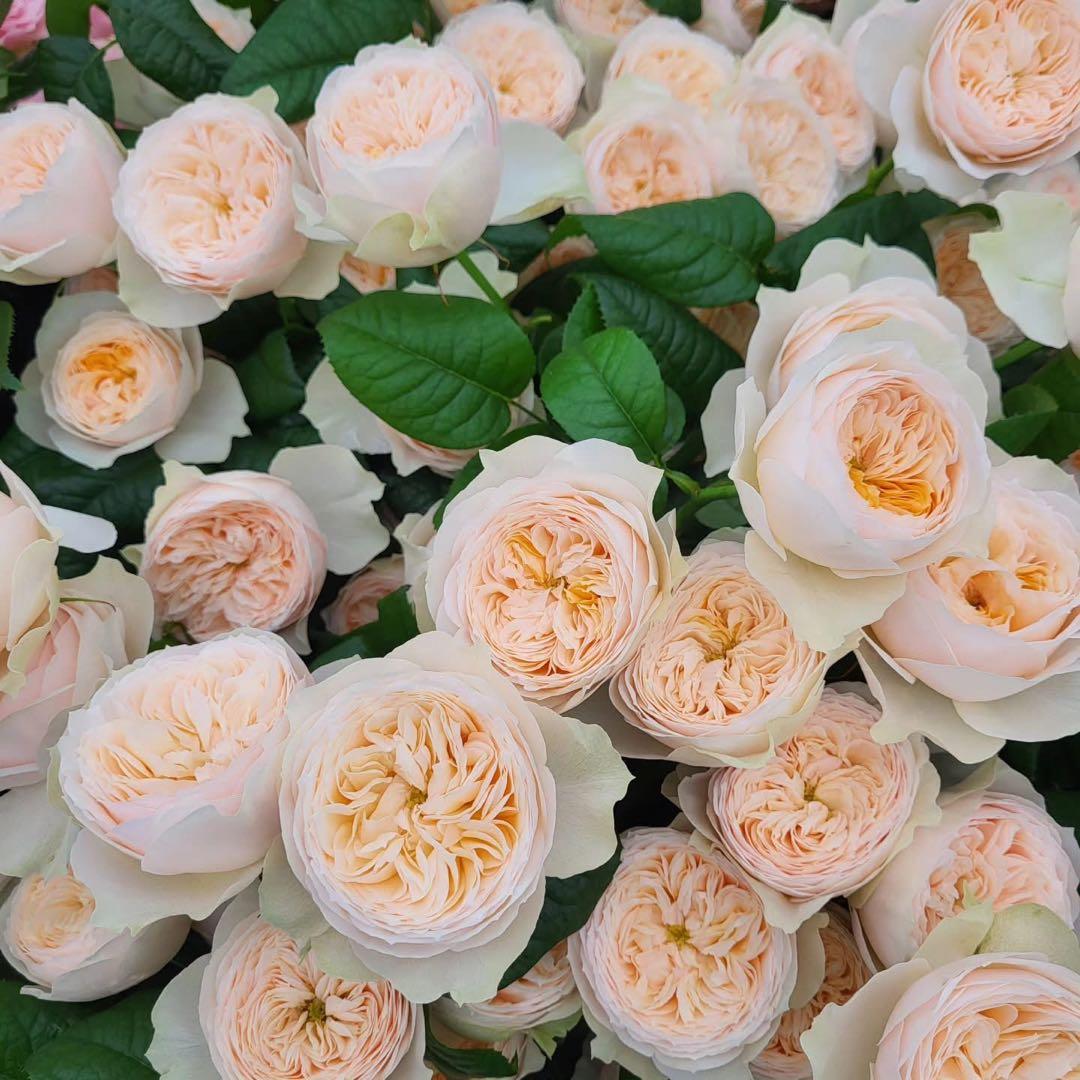 切り花品種　バラ苗　レアバラ　emma w○○dhouse