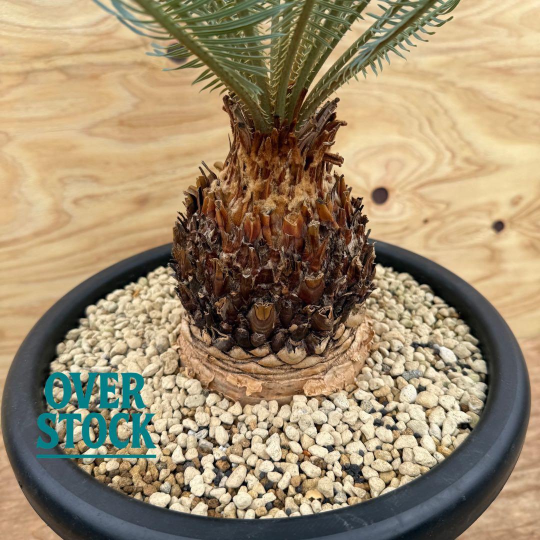 arichan50さん　専用