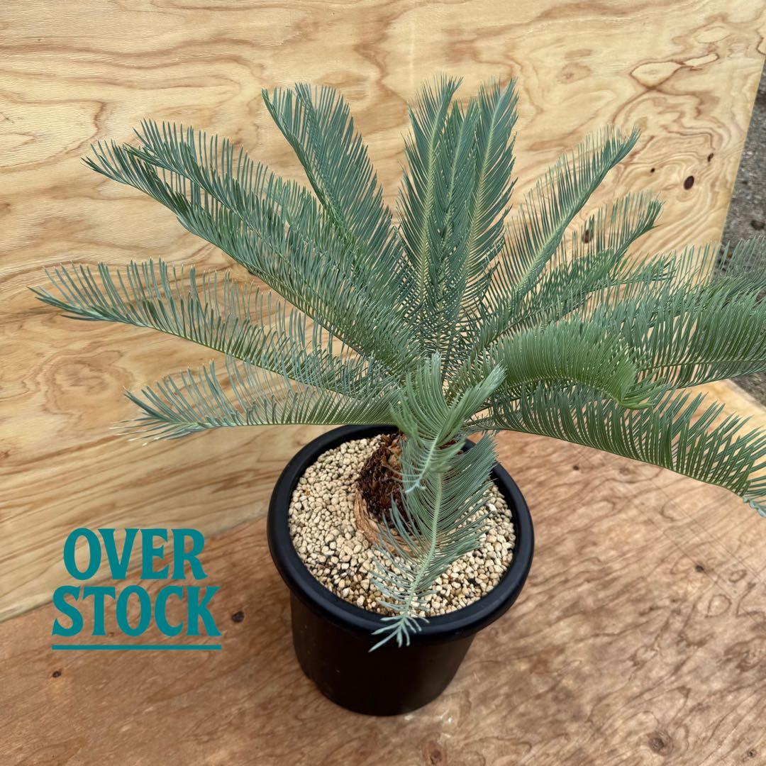 arichan50さん　専用