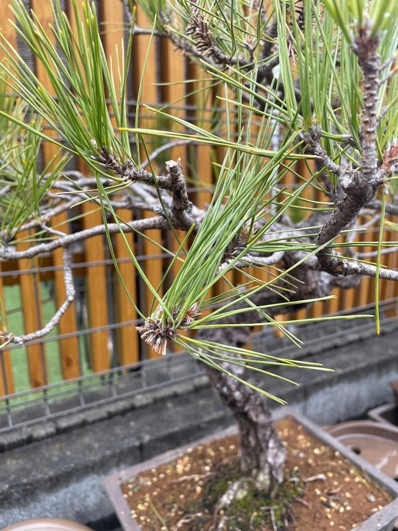 大品赤松盆栽　五葉松/黒松/真柏