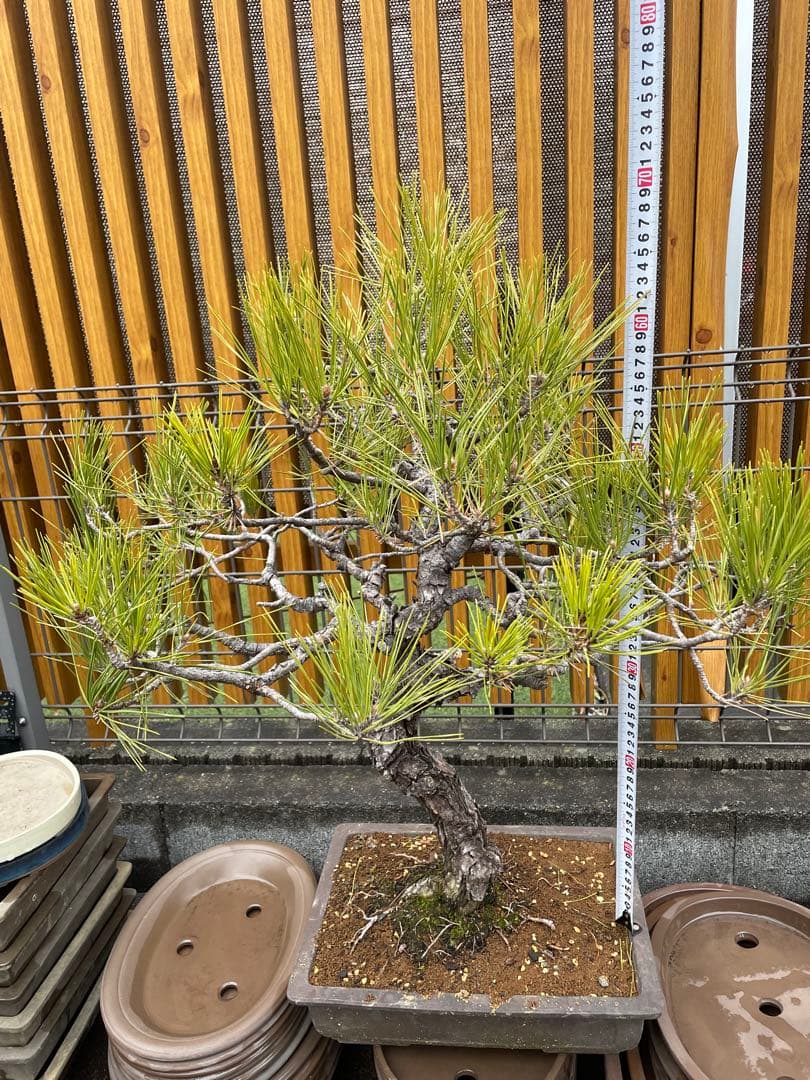 大品赤松盆栽　五葉松/黒松/真柏