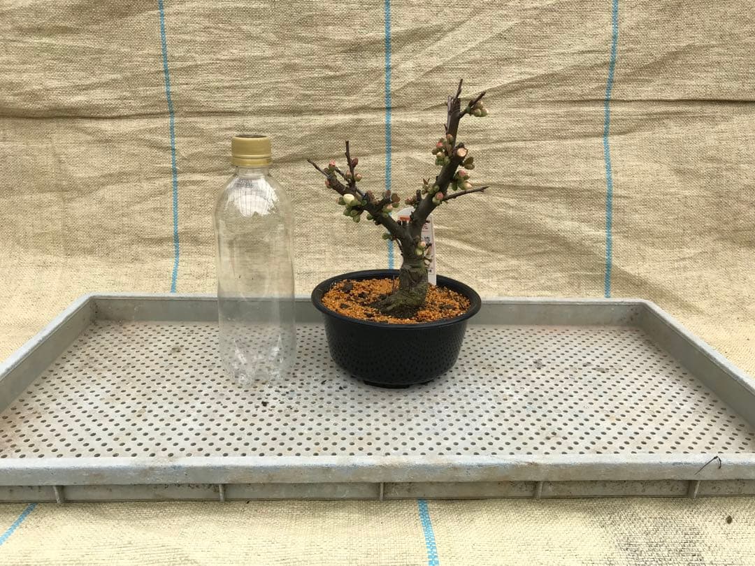 木瓜(ボケ)・放春花　5寸　6品種セット②