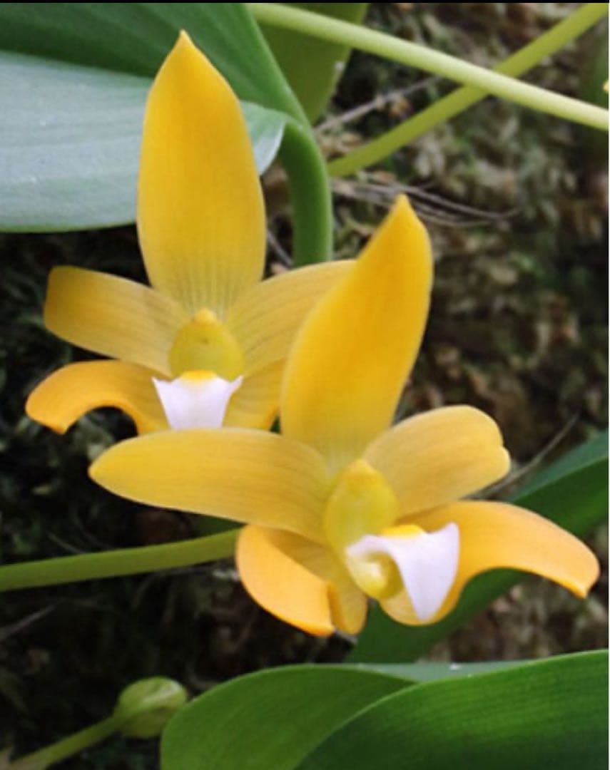 期間限定出品‼️［洋蘭原種］Bulb. claptonense aurea