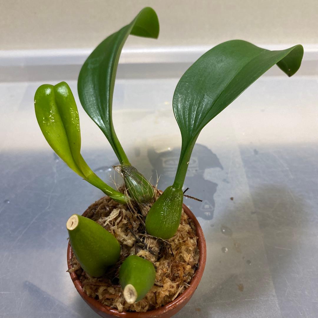 期間限定出品‼️［洋蘭原種］Bulb. claptonense aurea