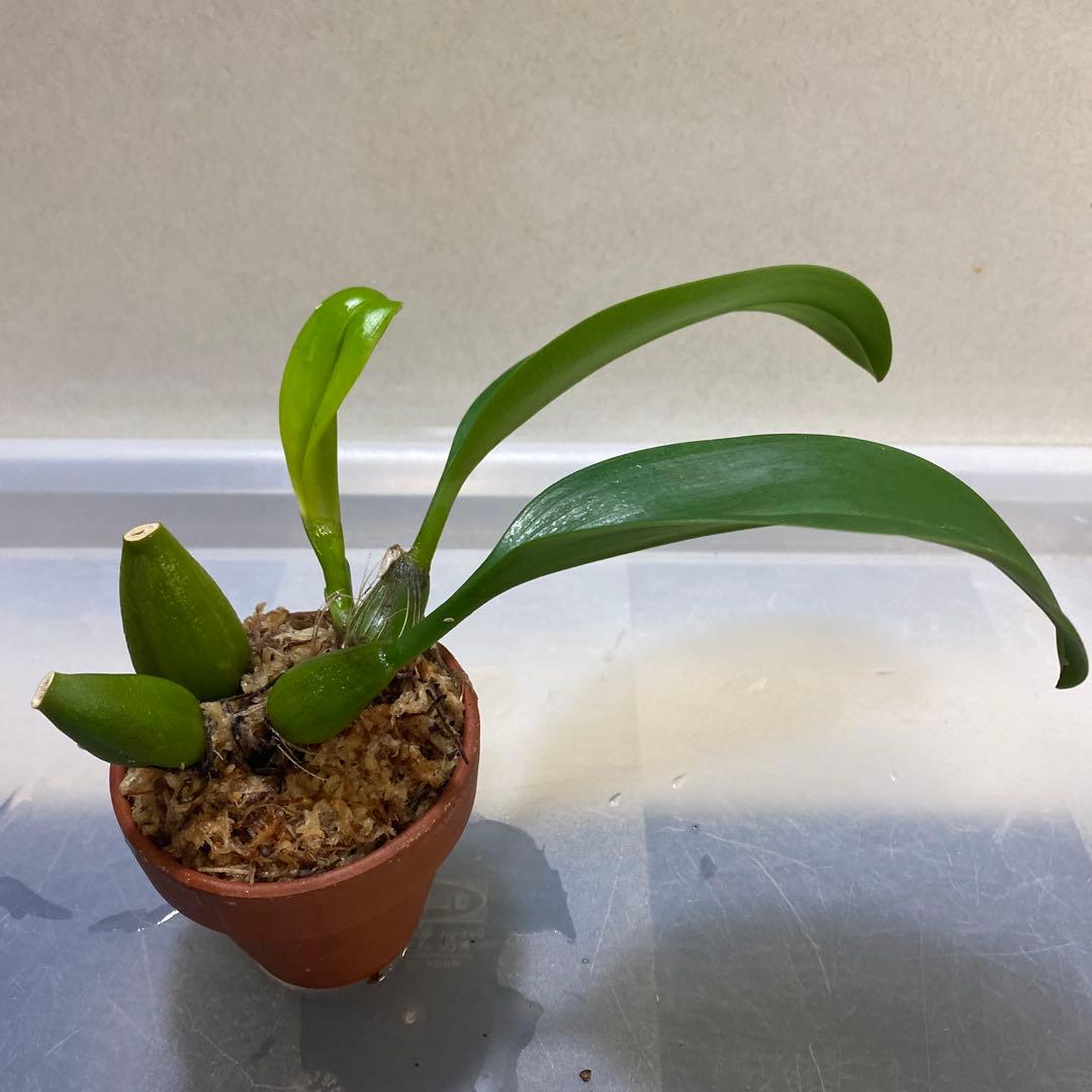 期間限定出品‼️［洋蘭原種］Bulb. claptonense aurea