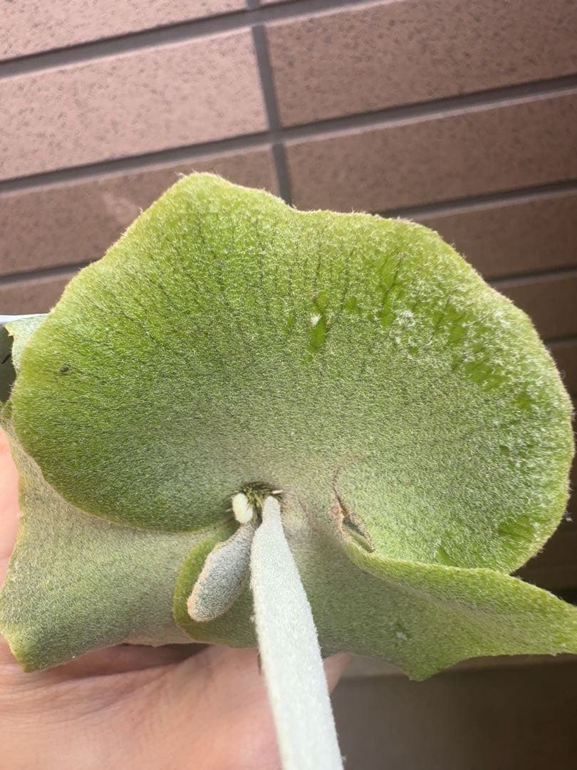 ビカクシダ P.willinckii \" Bogie \" OC